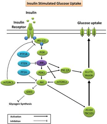 Exercise and Glycemic Control: Focus on Redox Homeostasis and Redox-Sensitive Protein Signaling